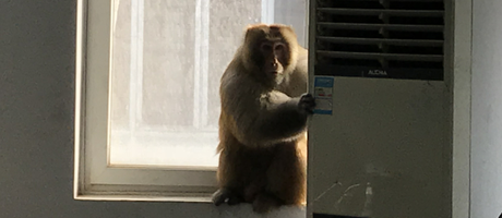 辦公室裝修魅力大，獼猴君亂入來“串門”！