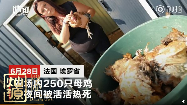 法國(guó)農(nóng)場(chǎng)母雞熱死 下一個(gè)可能就是辦公室里的你了