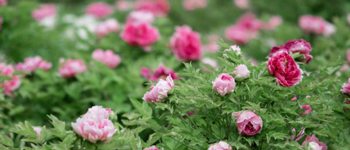 國花民意調查出爐   國花牡丹如何用于商業(yè)主題裝修設計