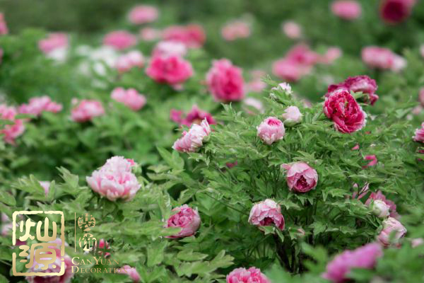 國(guó)花民意調(diào)查出爐 國(guó)花牡丹如何用于商業(yè)主題裝修設(shè)計(jì)